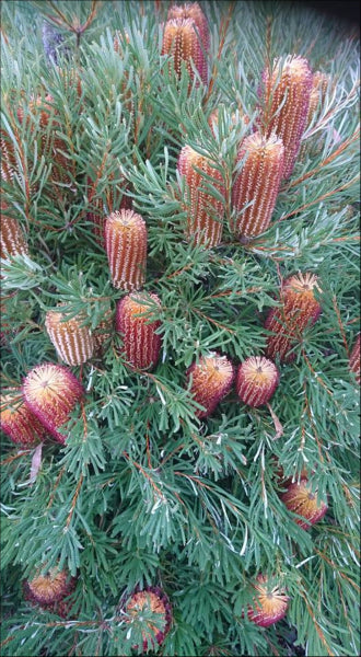 Banksia spinulosa Honey Pots