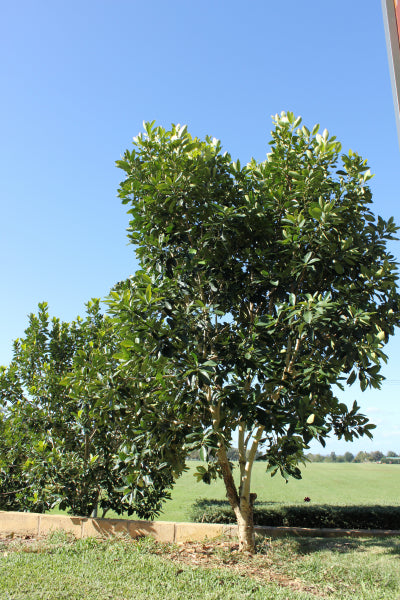 Tristaniopsis laurina (DOW10)  PBR LUSCIOUS rtm