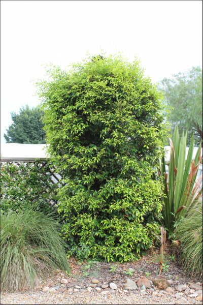 Acmena smithii (DOW30) PBR  SUBLIME tm