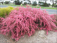 Leptospermum Piccolo