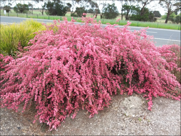Leptospermum Piccolo