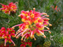 Load image into Gallery viewer, Grevillea Fireworks
