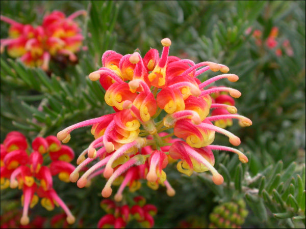 Grevillea Fireworks