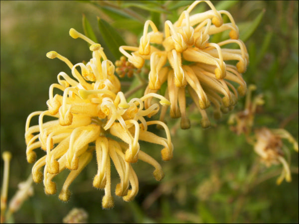 Grevillea Gold Fever