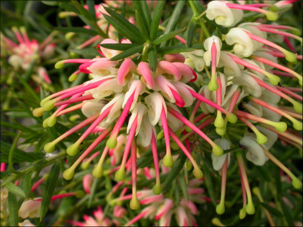 Grevillea Hills Jubilee