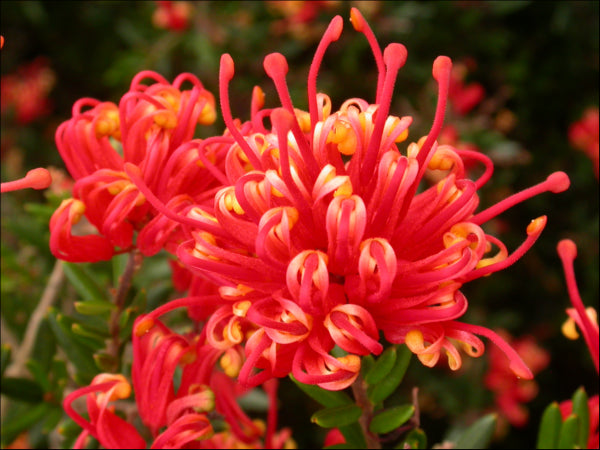 Grevillea Knockout