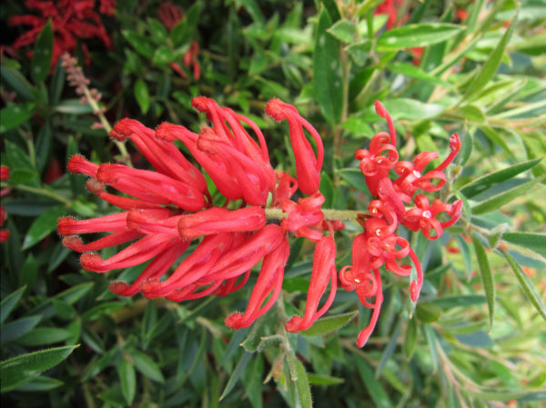 Grevillea Lady O