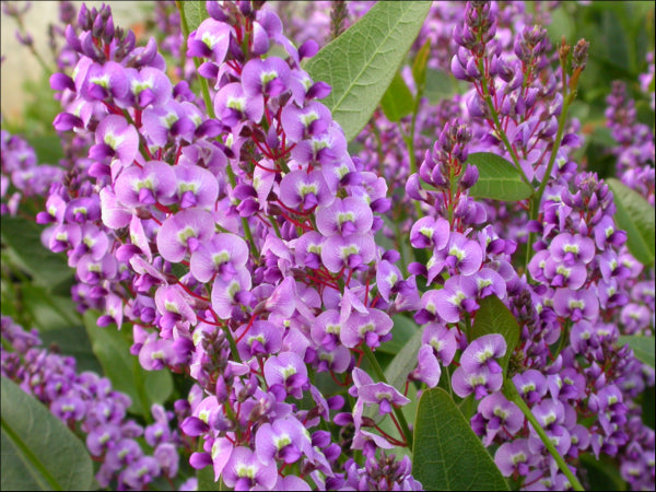 Hardenbergia violacea Bliss