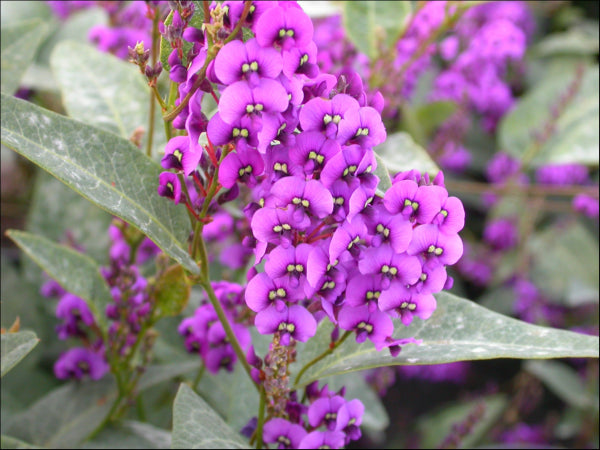 Hardenbergia violacea Regent
