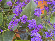 Hardenbergia violacea Sweet Heart  PBR