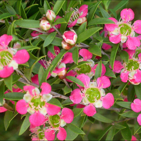 Leptospermum scoparium Aphrodite