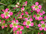 Leptospermum Aphrodite
