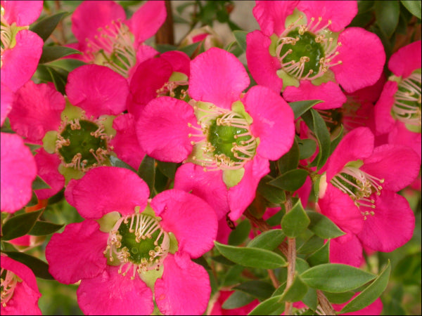 Leptospermum Lipstick