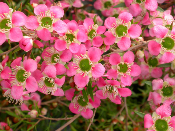 Leptospermum Love Affair  PBR
