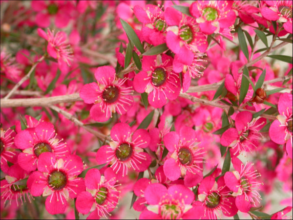 Leptospermum Merinda