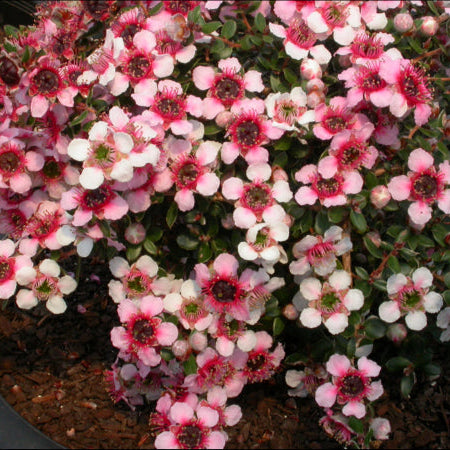 Leptospermum rubrum nana hybrid Mesmer Eyes