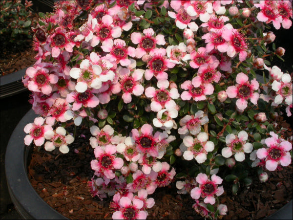 Leptospermum Mesmer Eyes