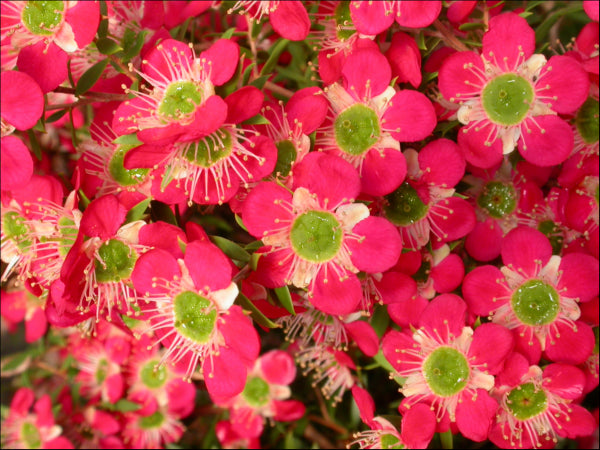 Leptospermum Outrageous