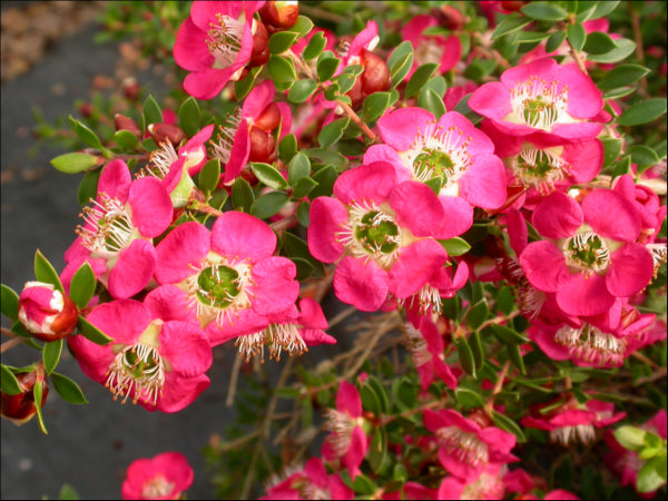 Leptospermum Piccolo