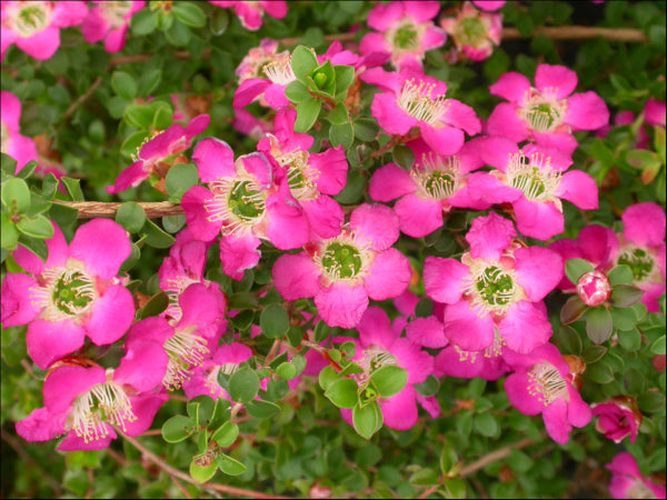 Leptospermum Purple Haze