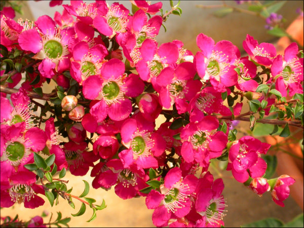 Leptospermum Riot