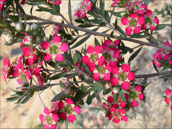 Leptospermum Rudolph  PBR