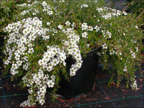 Leptospermum White Wave