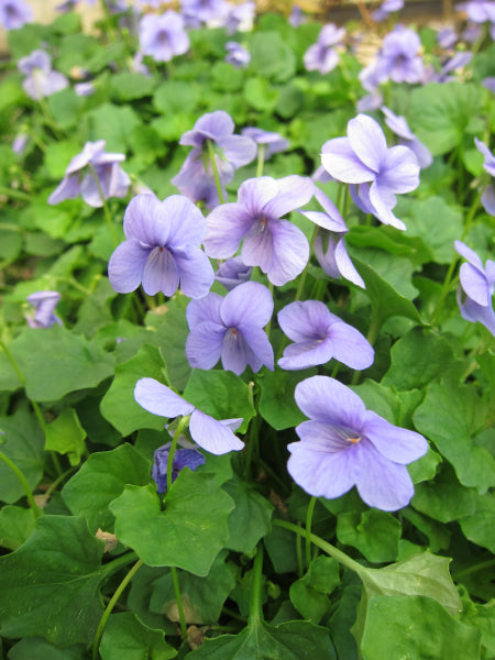 Viola hederacea Monga Magic