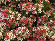 Chamelaucium My Sweet Sixteen