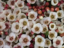 Load image into Gallery viewer, Chamelaucium Moonlight Delight PBR
