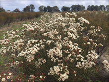 Load image into Gallery viewer, Chamelaucium Moonlight Delight PBR
