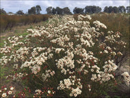 Chamelaucium Moonlight Delight PBR