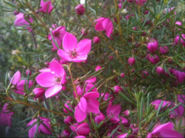 Boronia Magenta Stars PBR