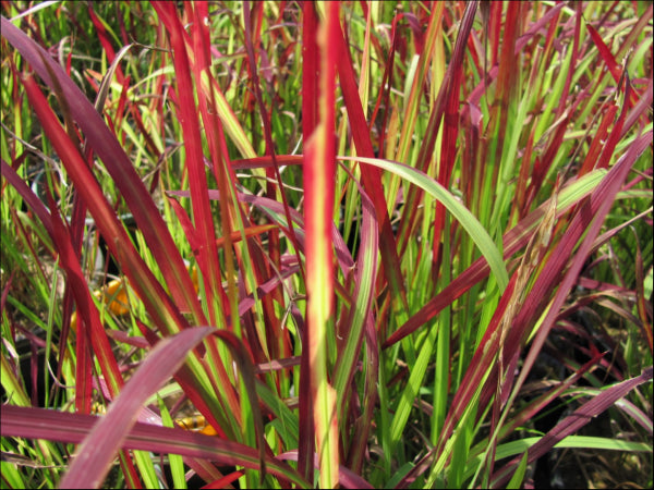 Imperata cylindrica Rubra