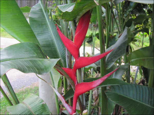 Heliconia Hot Rio Nights