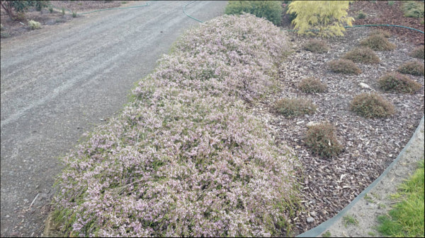 Thryptomene saxicola F.C. Payne