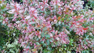 Syzygium Crimson Lights
