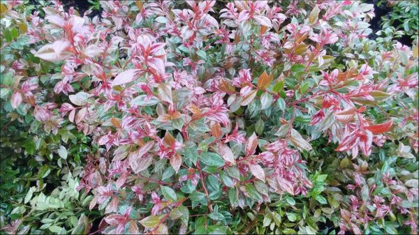 Syzygium Crimson Lights