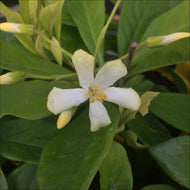 Hymenosporum flavum Gold Nugget