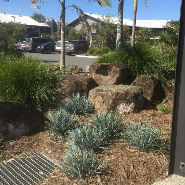 Lomandra Blue Ridge