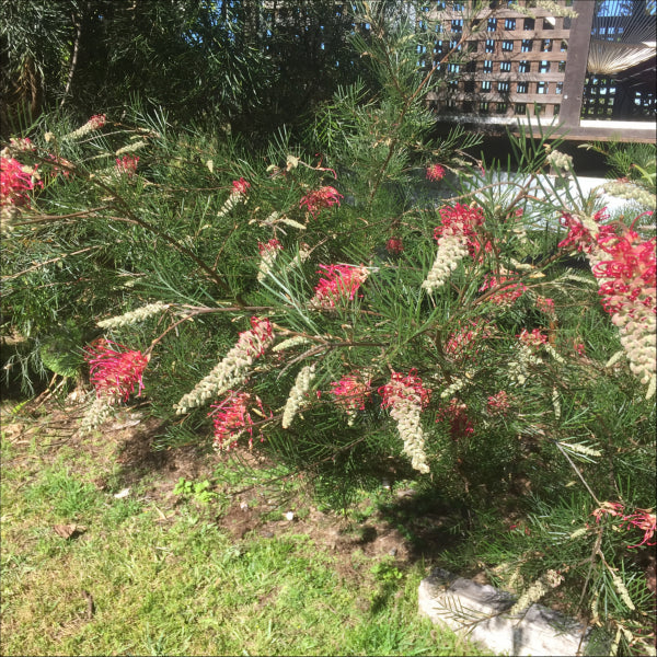Grevillea Lana Marie