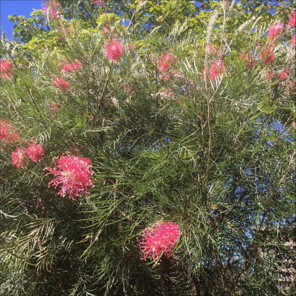 Grevillea Sylvia