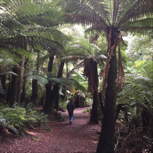 Dicksonia antarctica Tasmanian Tree Fern