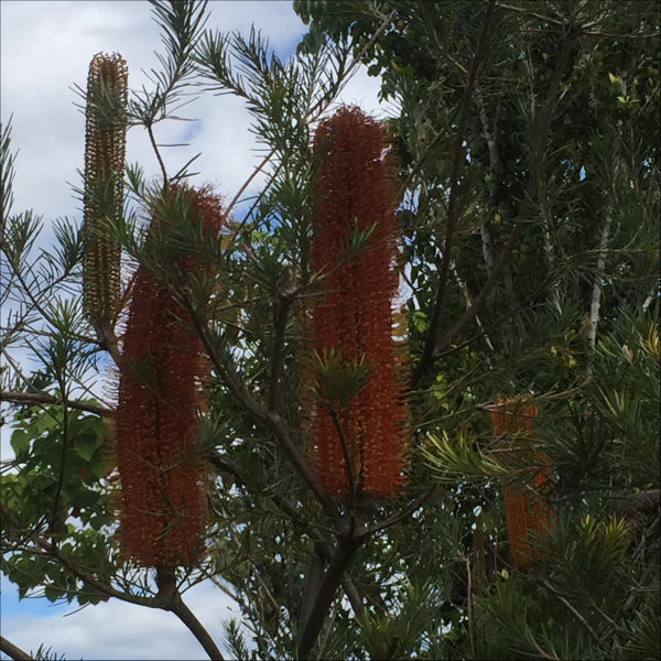 Banksia Giant Candles