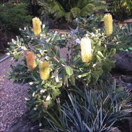 Banksia integrifolia Coastal Beacons
