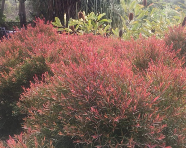 Melaleuca linarifolia Little Red PBR