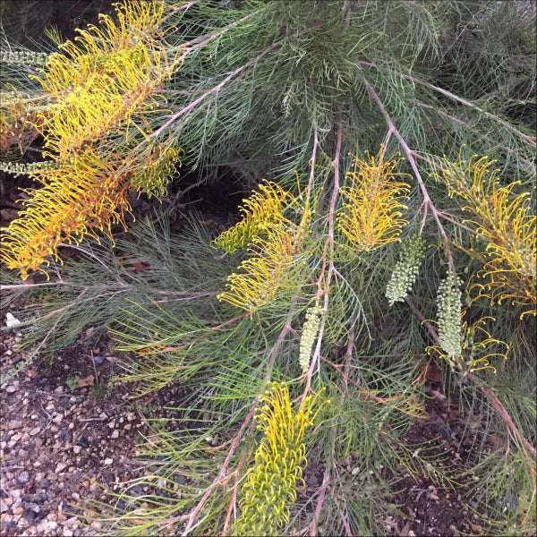 Grevillea Golden Lyre