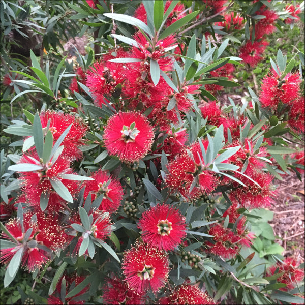 Callistemon viminalis Little Silver
