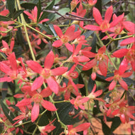 Ceratopetalum gummiferum Alberys Red