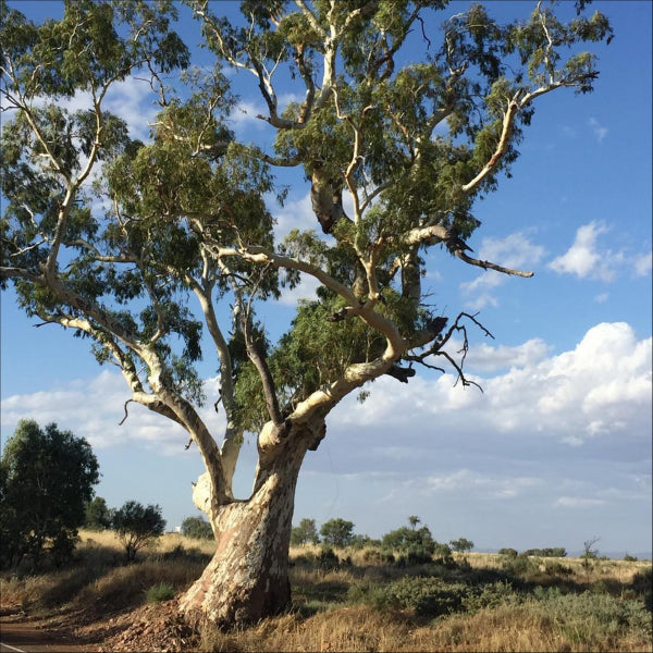 Eucalyptus camaldulensis